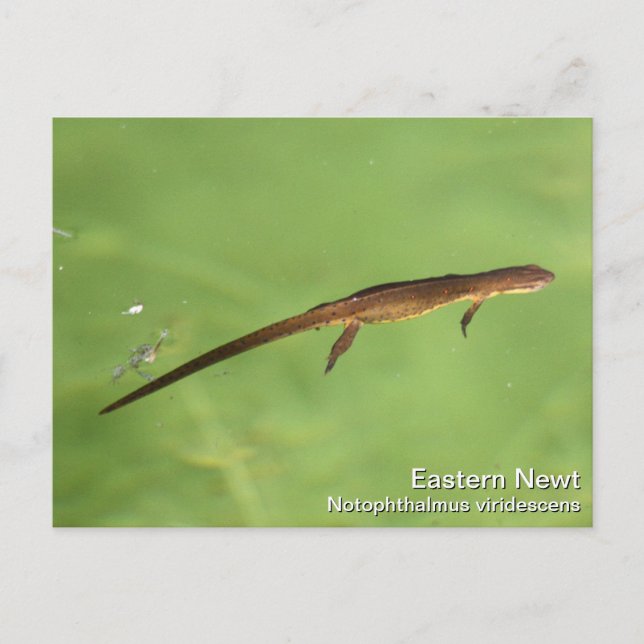 Eastern Newt Postkarte (Vorderseite)