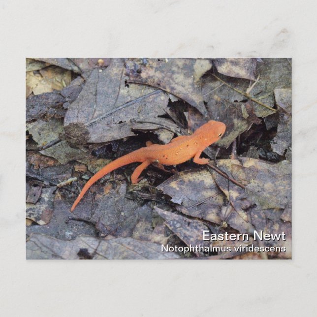Eastern Newt Postkarte (Vorderseite)