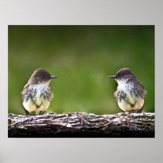 Eastern Phoebe Fledglings Poster