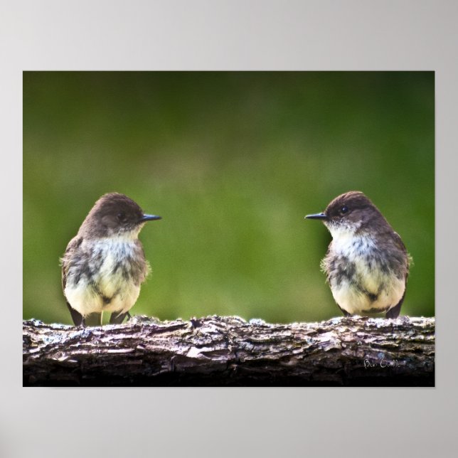 Eastern Phoebe Fledglings Poster (Vorne)