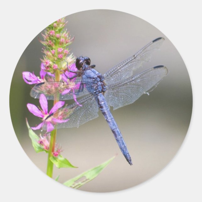 Eastern Pondhawk Runder Aufkleber (Vorderseite)