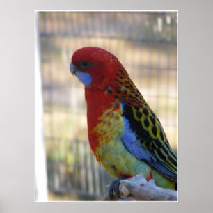 Eastern Rosella Parakeet Poster