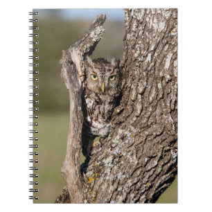 Eastern Screech Owl Notizblock