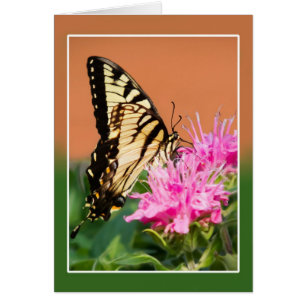 Eastern Tiger Frack Butterfly