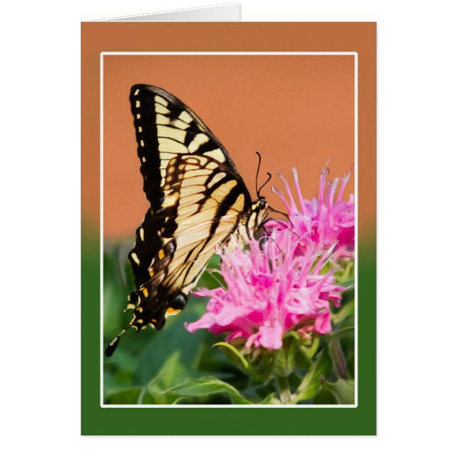 Eastern Tiger Frack Butterfly (Vorne)