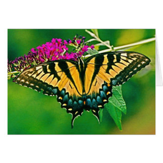 Eastern Tiger Frack Butterfly