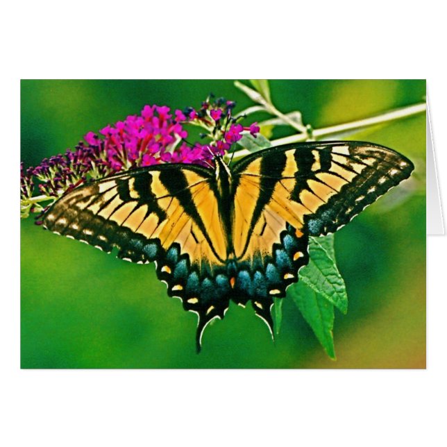 Eastern Tiger Frack Butterfly (Vorderseite (Horizontal))