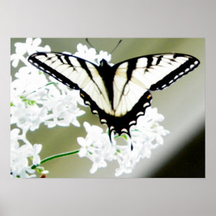 Eastern Tiger Frack Butterfly Foto Poster