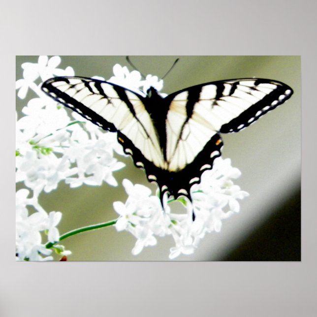 Eastern Tiger Frack Butterfly Foto Poster (Vorne)