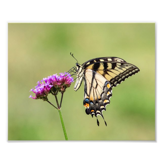 Eastern Tiger Frack Butterfly Fotodruck (Vorne)