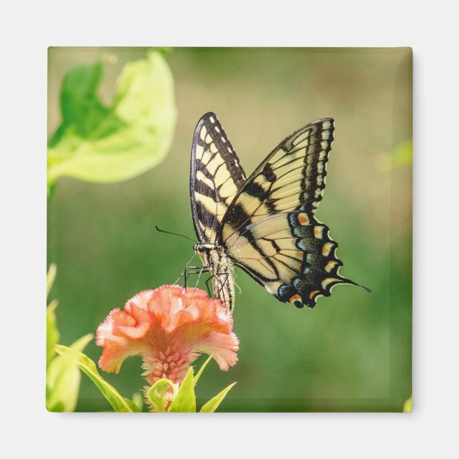 Eastern Tiger Frack Butterfly Magnet (Vorne)