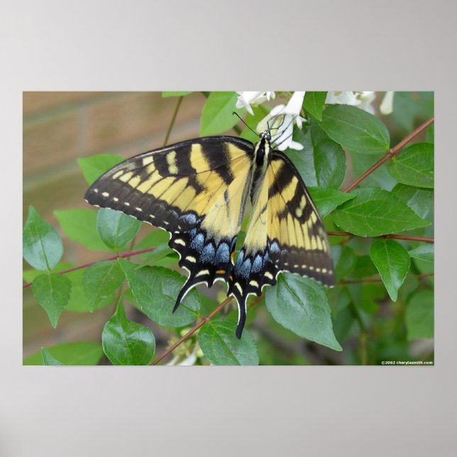 Eastern Tiger Frack Butterfly Poster (Vorne)