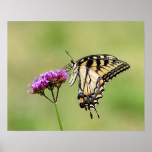 Eastern Tiger Frack Butterfly Poster