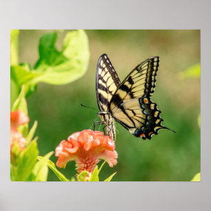 Eastern Tiger Frack Butterfly Poster
