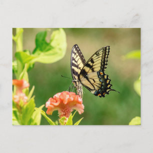 Eastern Tiger Frack Butterfly Postkarte