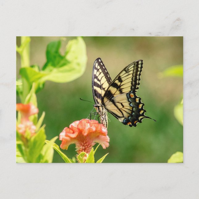 Eastern Tiger Frack Butterfly Postkarte (Vorderseite)