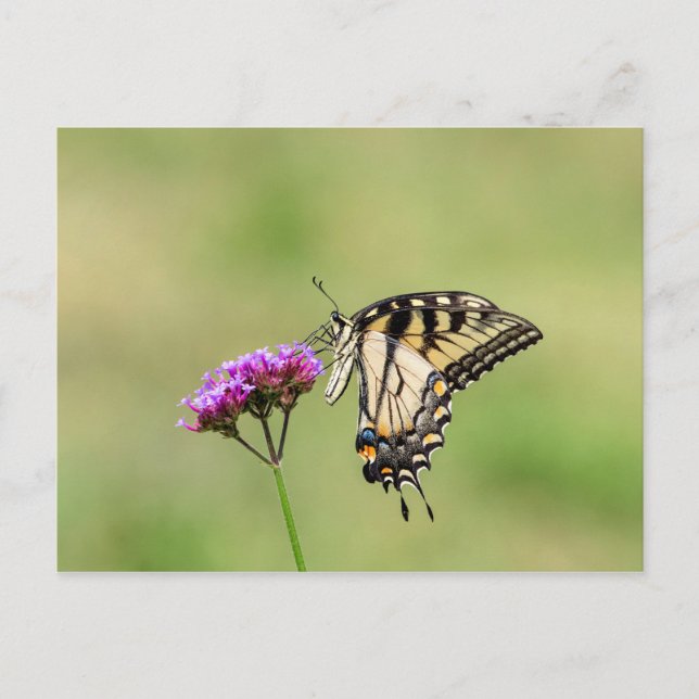 Eastern Tiger Frack Butterfly Postkarte (Vorderseite)