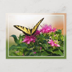 Eastern Tiger Frack Butterfly Postkarte