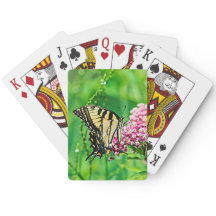 Eastern Tiger Frack Butterfly