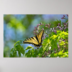 Eastern Tiger Frack China Berry Tree Poster