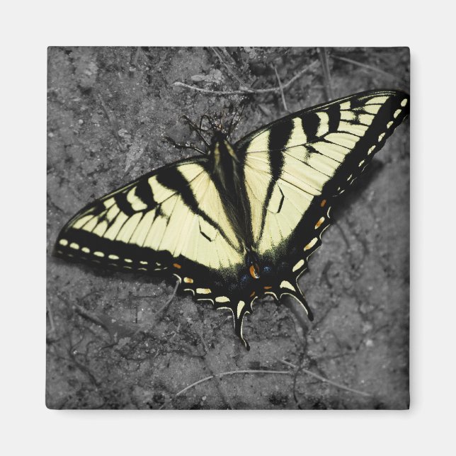 Eastern Tiger Magnet (Vorne)