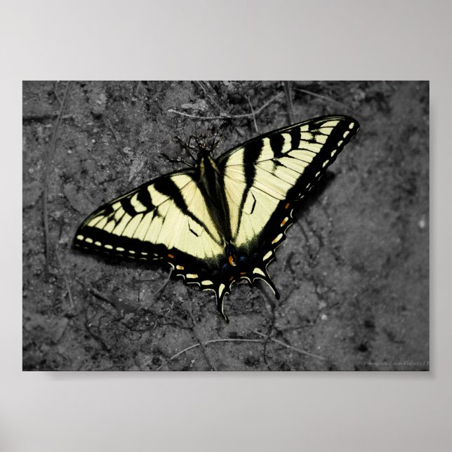 Eastern Tiger Print Poster (Vorne)