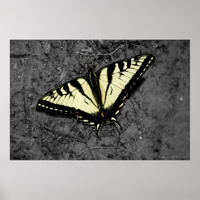 Eastern Tiger Print Poster (Vorne)