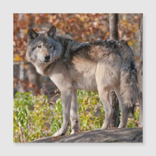 Eastern Timber Wolf  Magnetkarte