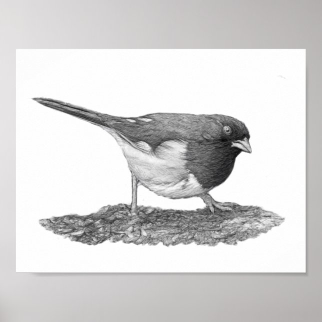 Eastern Towhey Poster (Vorne)