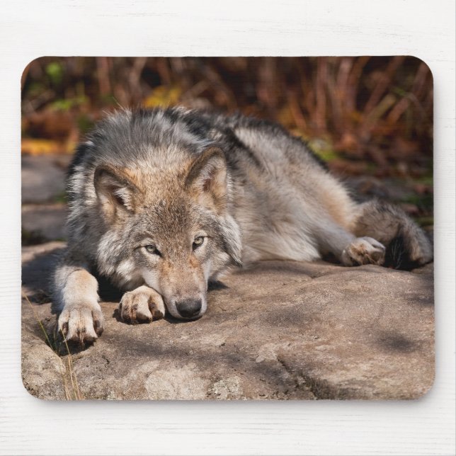 Eastern Wolf Mousepad (Vorne)