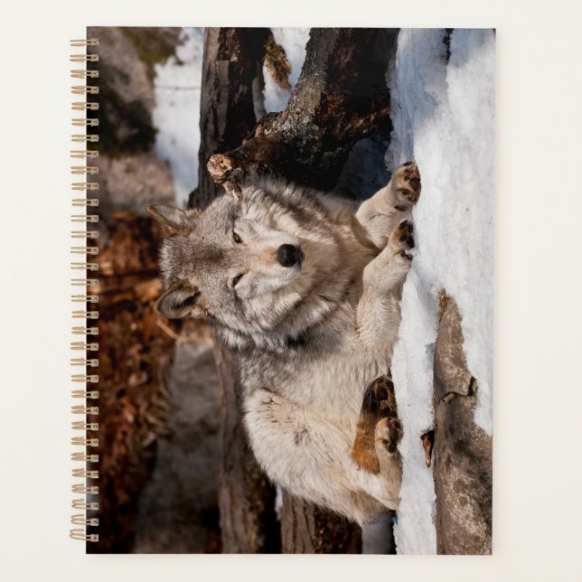 Easttern Gray Wolf Planer (Vorderseite)