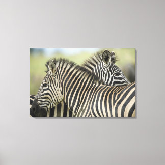Ebenen Zebra (Equus quagga) Paar, Haga Game 3 Leinwanddruck