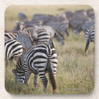 EbenenZebras auf Migration, Equus Quagga, Untersetzer
