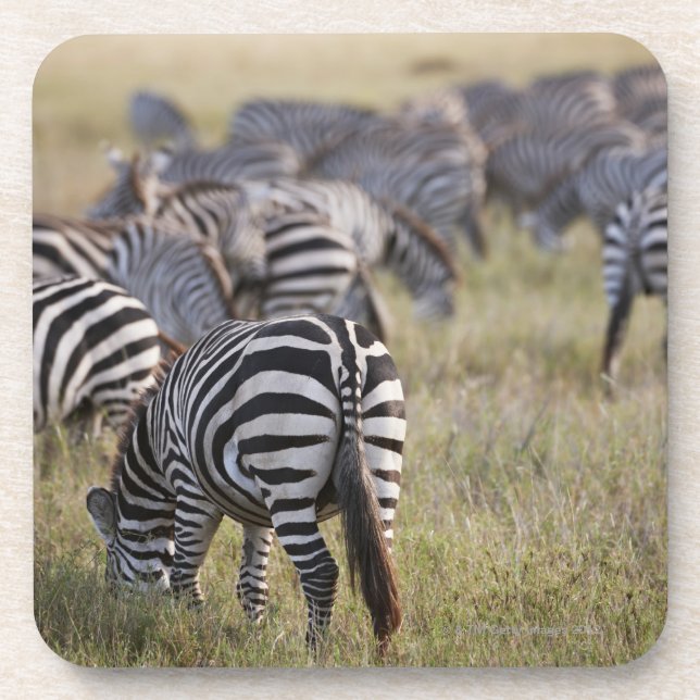 EbenenZebras auf Migration, Equus Quagga, Untersetzer (Vorderseite)