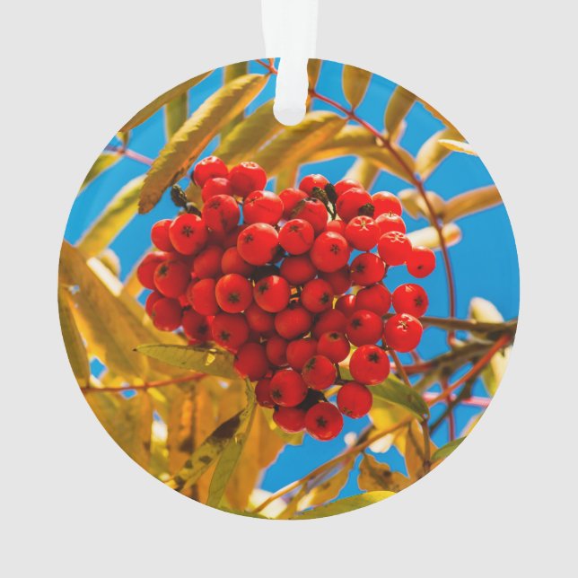 Eberesche Ornament (Rückseite)