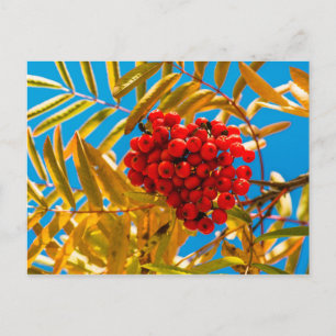 Eberesche Postkarte