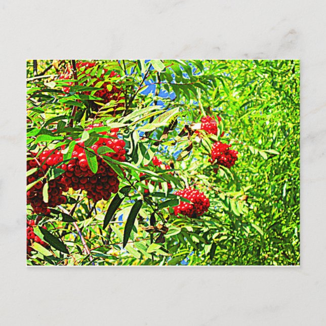 Ebereschebeeren Postkarte (Vorderseite)