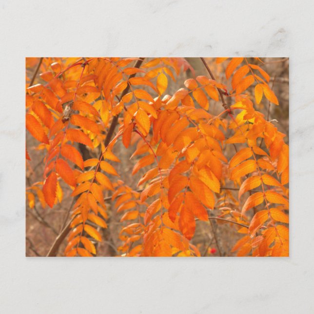 Ebereschen-Blätter im Herbst Postkarte (Vorderseite)