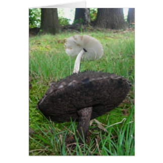 Ebony und Ivory Fungi