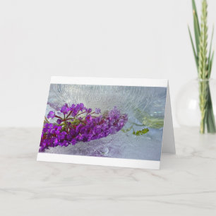Eced Black Knight Butterfly Bush, Karte