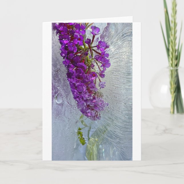 Eced Black Knight Butterfly Bush, Karte (Vorderseite)