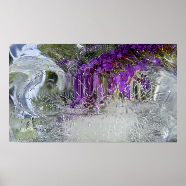 Eced Black Knight Butterfly Bush, Poster (Vorne)
