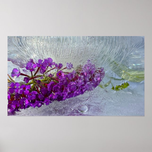 Eced Black Knight Butterfly Bush, Poster (Vorne)