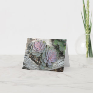 Ecehveria Succulent Note Card Karte
