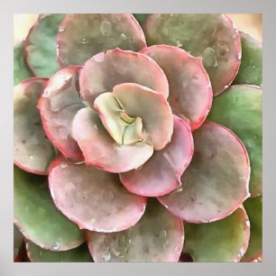 Echeveria Cactus sukkulent Acrylmalerei Poster