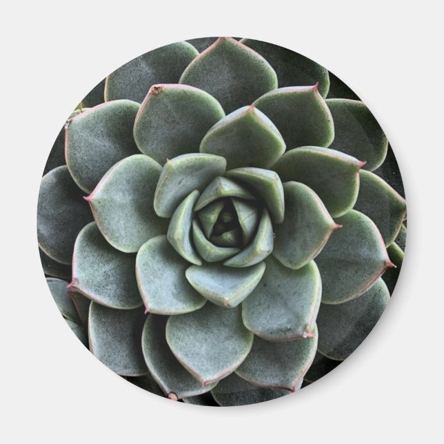 Echeveria Fabiola Magnet (Vorne)