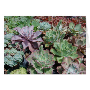 Echeveria Karte