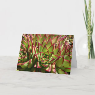 Echeveria notecard karte