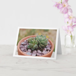 Echeveria Purpusorum, Sukkulente Karte