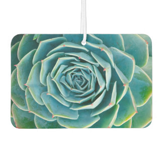 Echeveria-Rosette, Geheimgarten von Marrakesch Autolufterfrischer